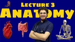 Lecture 3 Anatomy of the Joints شرح عربي