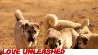 The Loyal Guardian: Understanding the Kangal Dog