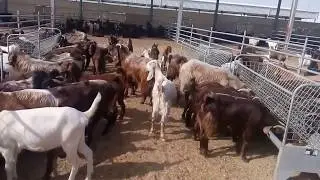 Baladna goats farm in Qatar 2017