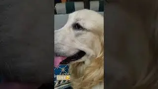 #viral#goldenretriever #pets #love #paw #dogs #trending #shadow #travel #nagpur #shortsvideo #shorts