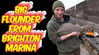 Huge flatfish from Brighton Marina - vlog 3