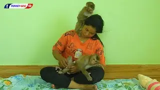 Funny Animals | Beautiful LUNA Grooming MOM While Clever KAKO Hug Lap Sleeping