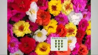 Roberta's 10-pc Happy Trails Tropical Mix Portulaca Collection with Jane Treacy