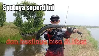 Casting ikan gabus di spot Empang Grugu memang tak pernah mengecawakan || Jipong_X