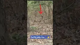 Amazing illusion I Find the Hidden Deer #shorts #youtubeviews #youtubeshorts #animals #wildlife