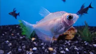 White Skirt & Phantom Tetra (Big Al's) - Slow Jams & Relaxing Music 