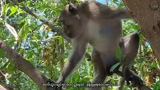 Talking with Monkey, Shin Maw, Dawei Peninsula, Myanmar 