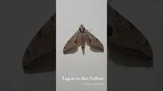 Lagarta das folhas - Protambulyx strigilis