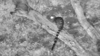 Genet on the logs was eating frogs while elephants were drinking and eating nearby 12/25/25