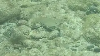 隠岐諸島〖クロサギ（魚）〗不思議な泳ぎ