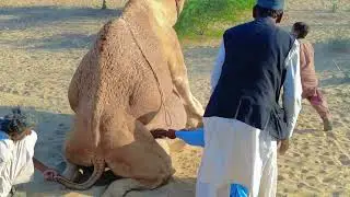 Camel she camel meeting camel in Tharparka natural meeting camel she camel 