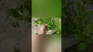 Garden at backyard in muscat- tamil