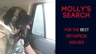 MOLLY'S SEARCH FOR THE BEST ORTHOPEDIC DOG BED &hearts;