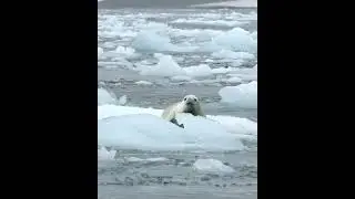 Huge Calving in Antarctica creates big waves for a seal #glacier #collapse #climatechange #seal #ice