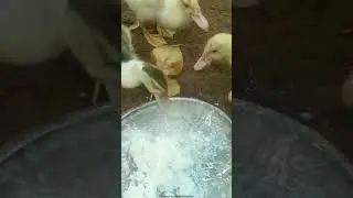 Baby duckling favourite food with mom,#shorts #duck baby#shortsfeed