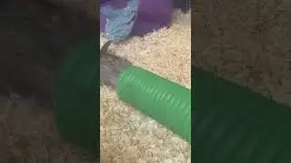 #baby #ferretsplaying #satisfying #shorts