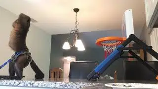 Smart Baby Monkey Learning To Play Basketball!