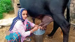 🌺village life vlog 🌿buffalo milking by hand👍#milking #buffalo #cow #pushpayaduvanshivlog 