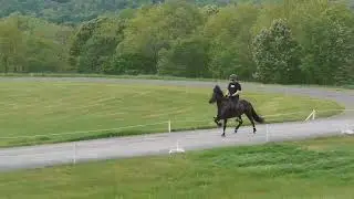 Super Tölt in Slow Motion on an Icelandic Horse