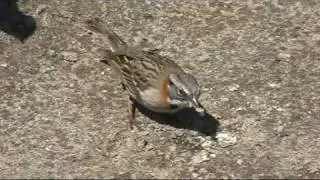 Rufous-collared Sparrow (Zonotrichia capensis ?australis)