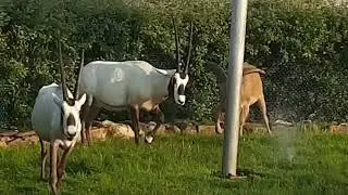 BARBARY SHEEP 🐑 AND ARABIAN ORYX FIGHTING