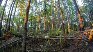 Serene Dusk in Forest: Transforming into night 4K (Non-Looping)
