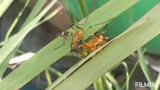 Crane flies mating