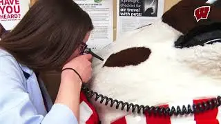 Bucky Goes to the Vet