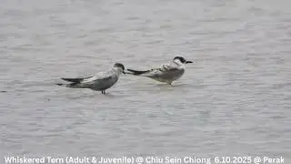 Whiskered Tern (Adult & Juvenile) @ Chiu S C DSCN9703