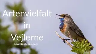 Artenvielfalt in Vejlerne (Nordj&uuml;tland) 4K