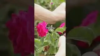 5 Amazing Facts About Rose Flowers 🌹 #amazingfacts #rose #youtubeshorts