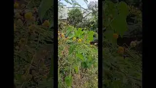 Babool tree#acacia nilotica#benifits#uses#informative vedio#health benifits#medicinal uses#