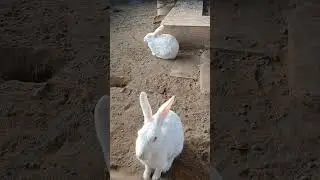 🐇 Soft Paws, Sweet Moments 🐇 #cute #rabbit #cuterabbit #animals #animallovers #travelvlog #viral