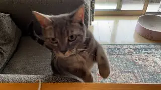 鳴き声可愛すぎだろ
