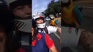 Wild Parrot Perches on Motorcycle Rider's Arm || ViralHog