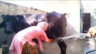 buffalo bathing 🐃।।most requested video 📷।।