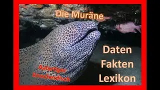 Die Muräne
