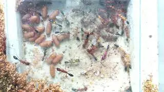 Harpegnathos saltator | Liebig Lab | ASU SIRG | 2026-01-21