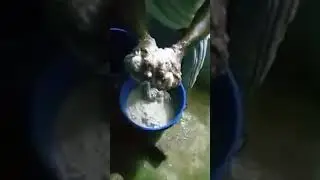 The next process OF EXTRACTING COCONUT 🥥  MILK TO MAKE PURE COCONUT 🥥  OIL IN PORTLAND JAMAICA 🇯🇲 