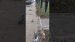 Центр Мариуполя.Библиотека Короленко.Пр.Ленина.Видео от подписчика.