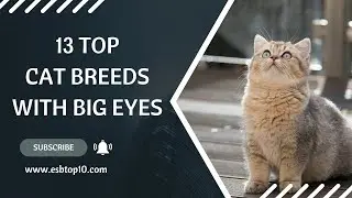13 Top Cat Breeds With Big Eyes | ESB Top 10 #catbreeds #cat