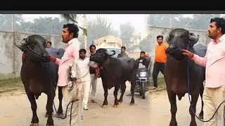 Rajasthan jhota race video, Katda Race, December 2022