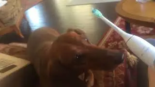 Dog checks out the Phillips Sonacare Tooth brush unboxing circa 2015 2