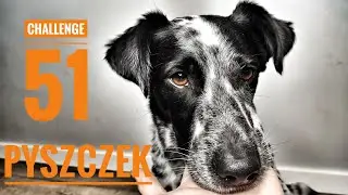 #CHALLENGE - 51 sztuczek z psami (Pyszczek)