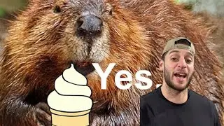 Vanilla Ice Cream Comes From Beaver Anus?