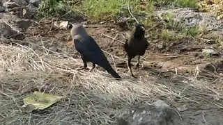 Crows are very intelligent. They can remember and recognise  humans..