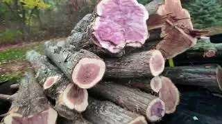 Building Stock and Gathering Logs