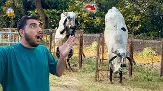 Lilde Bull Ne Jump Mari*Attack Kar Diya Bhai Pe🤬🙏🏽