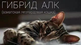 Гибрид АЛК. (Азиатской Леопардовой Кошки). Ф1 . 50% дикой крови.