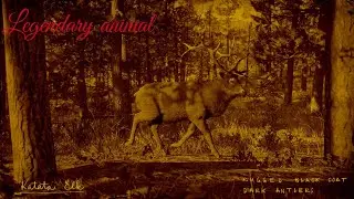 Red dead online legendary animal Katata Elk